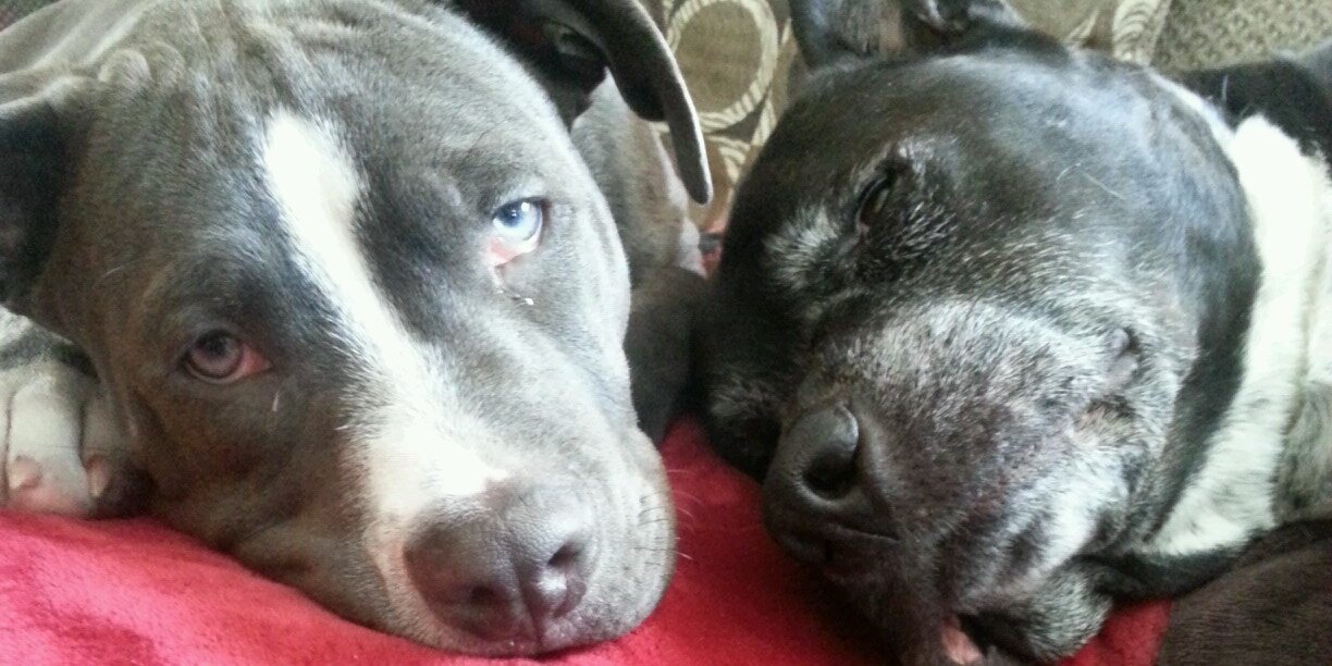 Patrick J Williams banner