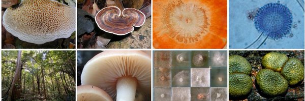 CirmFungi Profile Banner