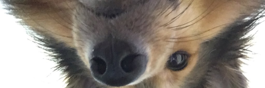 y_mustang's profile banner image