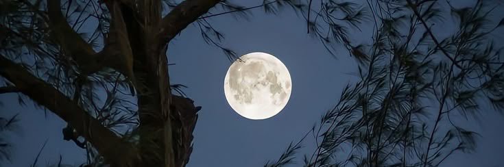 fatih yalçın banner