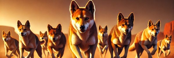 dingocoincrypto Profile Banner