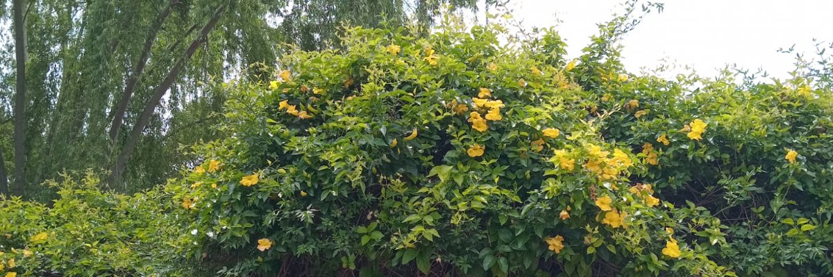 MariluSotelo2's profile banner image