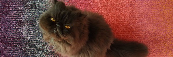 NigelJBalmer Profile Banner