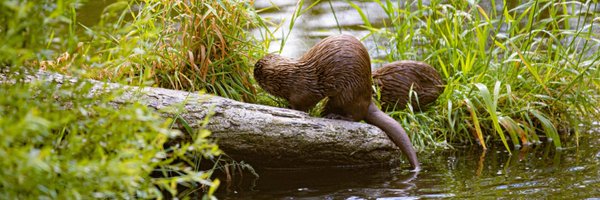 The Vitacress Conservation Trust Profile Banner