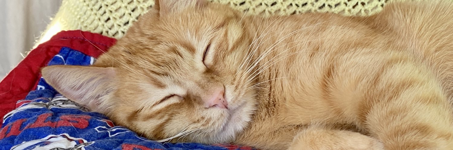 Real World Cat Consulting, LLC's banner