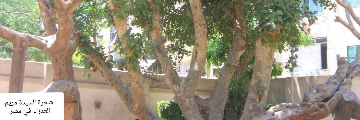 lumixvid's profile banner image