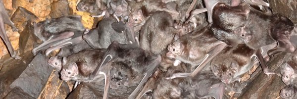 BatsGoViral Profile Banner