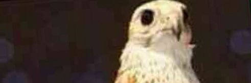 فذ ♕ ♕ banner