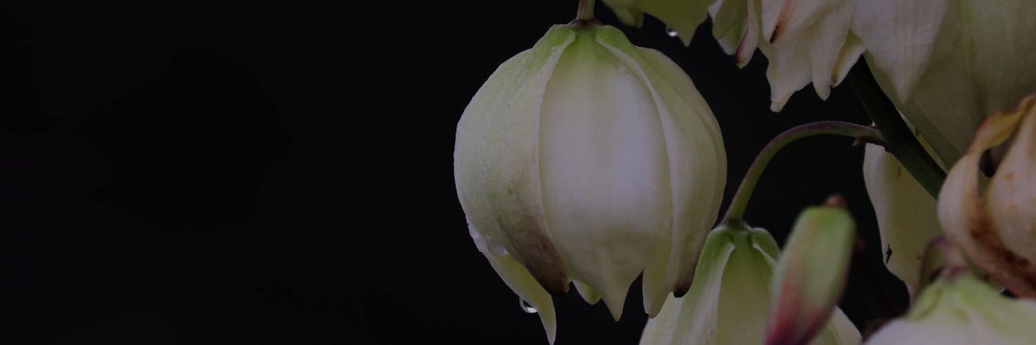 phanphan38's profile banner image
