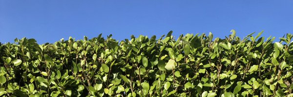 marguerade Profile Banner