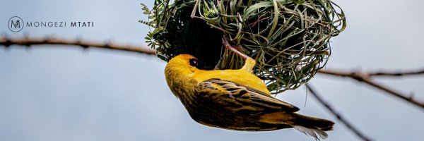 Mongezi Profile Banner