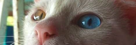 𝑼𝒏 𝒍𝒊𝒏𝒅𝒐 𝒕𝒐𝒎𝒂𝒕𝒊𝒕𝒐.🍅🪄 banner