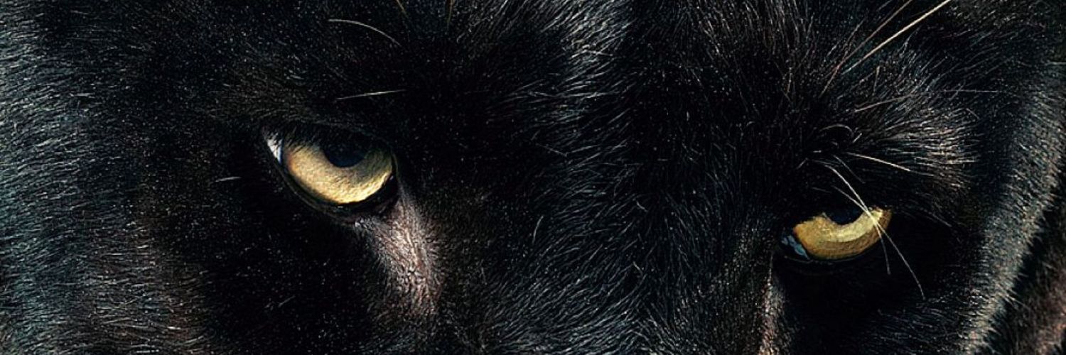 𝐹𝒪𝑅𝐸𝒮𝒯 𝒫𝑅𝐼𝒩𝒞𝐸 banner