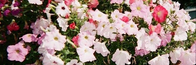 🦋 banner