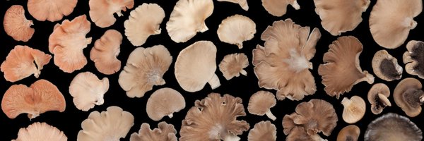 eosthusiast Profile Banner
