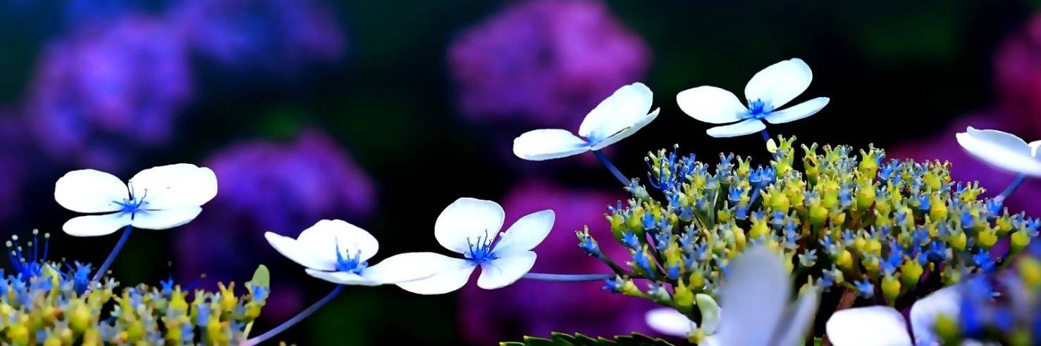 しずく's banner
