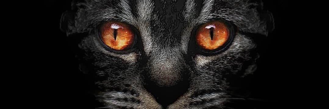 senoritamonita's profile banner image
