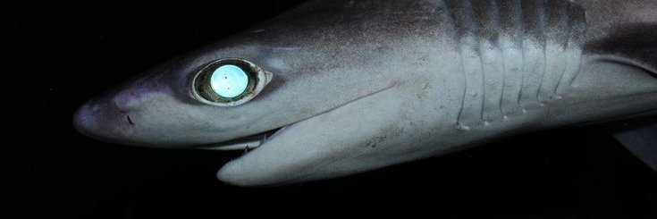 sarah 🦈๋࣭⭑'s banner