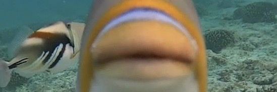 jan banner