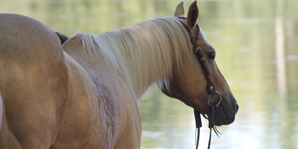 WhitneyGillette's profile banner image