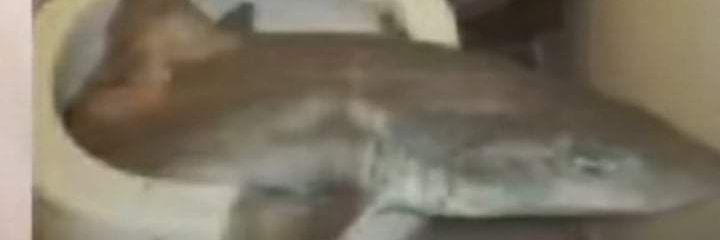 AleWtremo12 banner