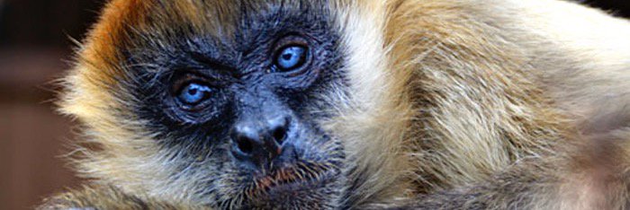 PacificPrimate's profile banner image