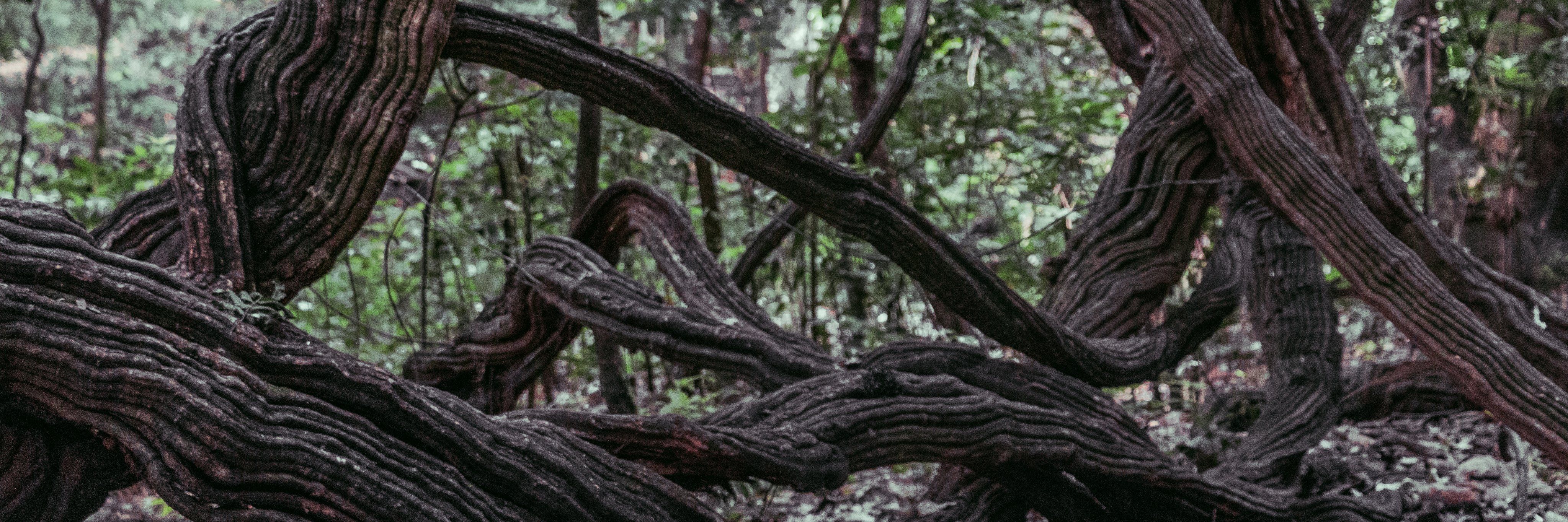 meetiilee's profile banner image