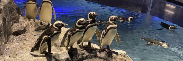 KAWASHIMA86SD Profile Banner