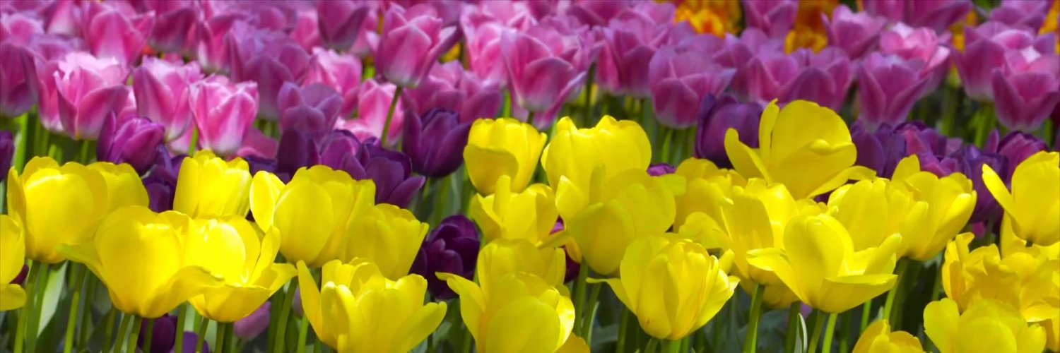 MyThu44's profile banner image