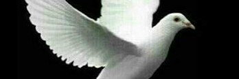 MNlerum's profile banner image