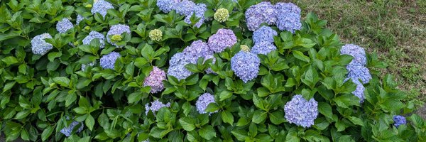 2aganei Profile Banner