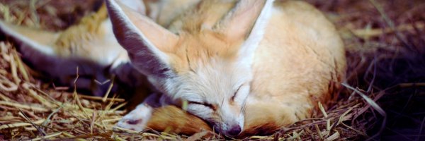 FennecEveryHr Profile Banner