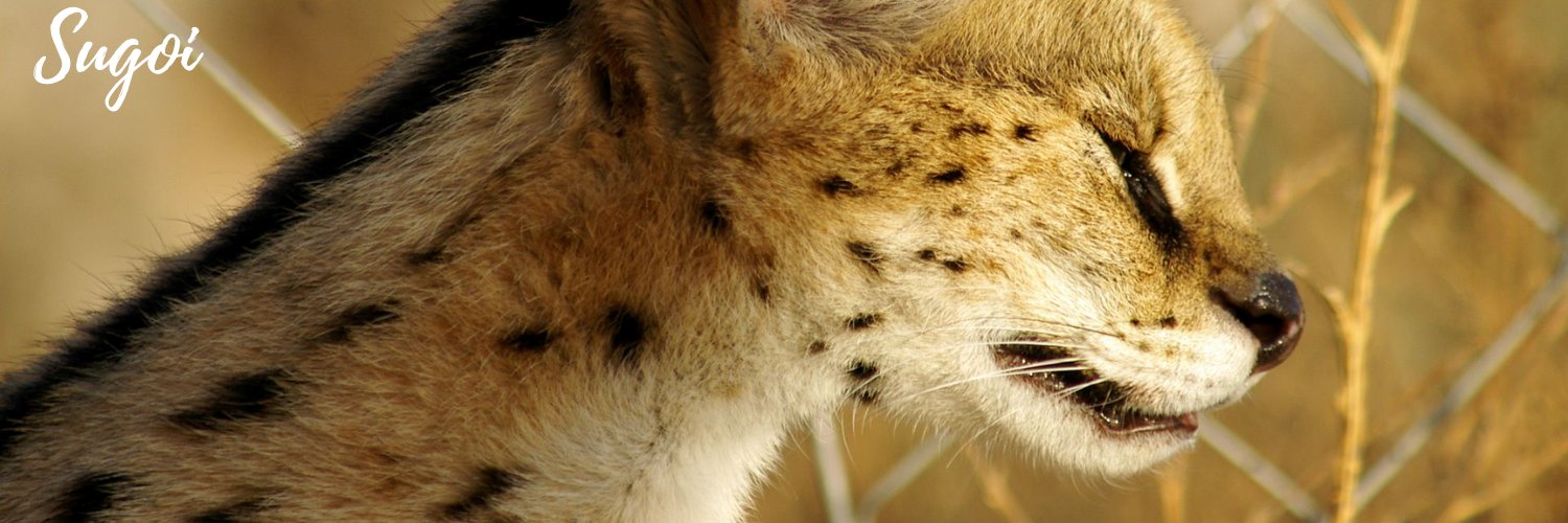 Serval Every Hour!'s banner