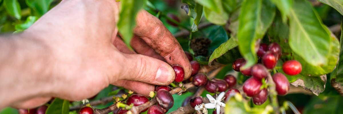 California Coffee Collective banner