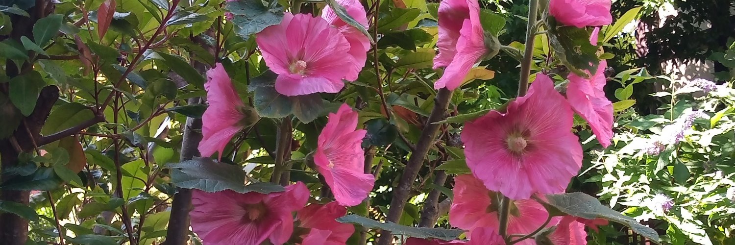 🦋 Steph Ⓥ 🌱 🇬🇧 🏴󠁧󠁢󠁷󠁬󠁳󠁿 banner