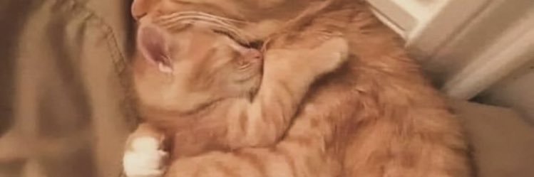 sheek2022's profile banner image