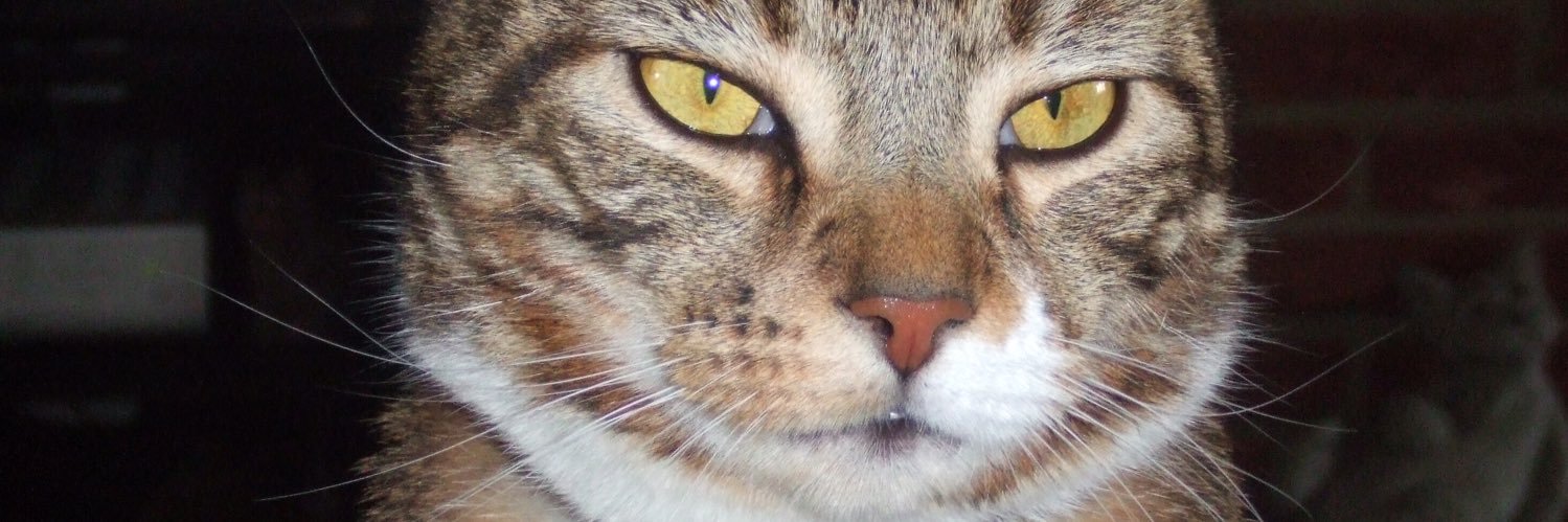Topcat_legend's profile banner image
