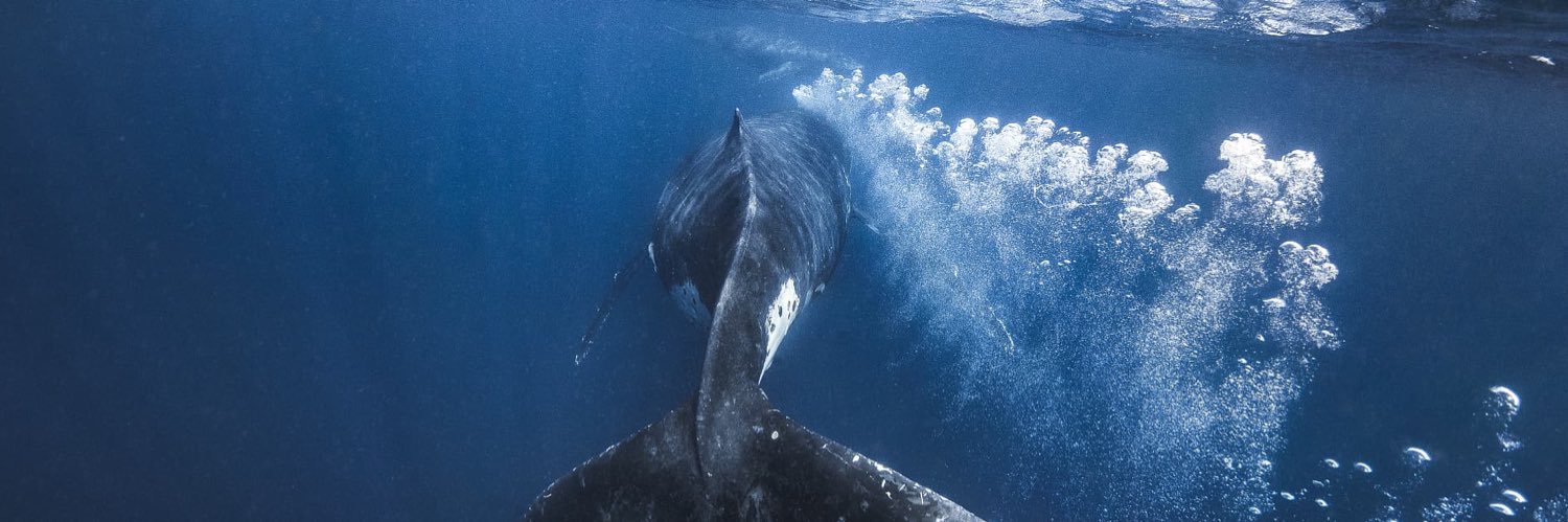 Christian B€r€z€k banner