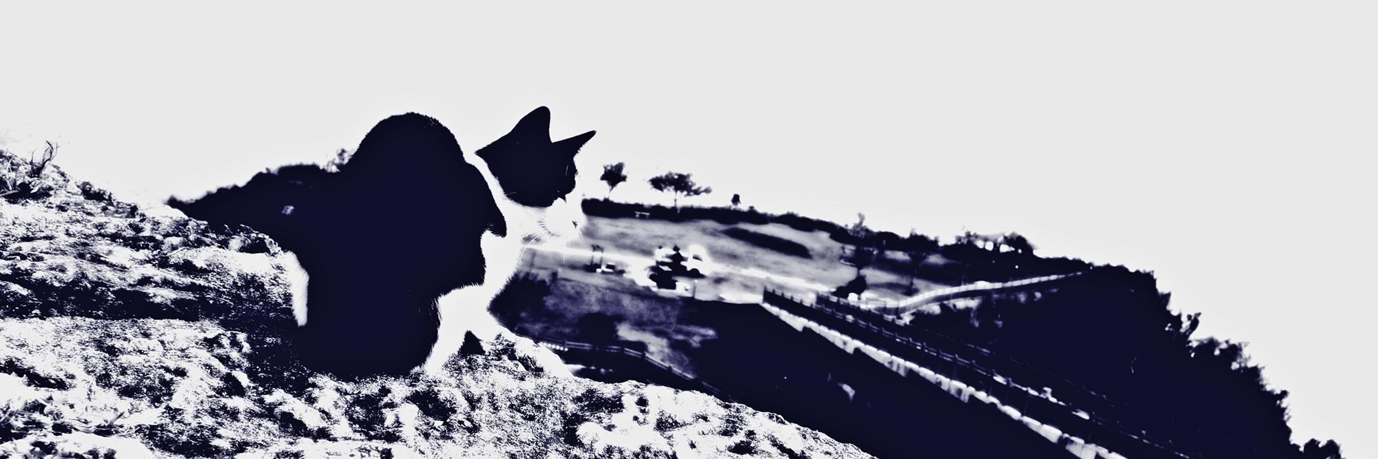 nɹɐsɐɯ ɐʞonʞoʇ banner