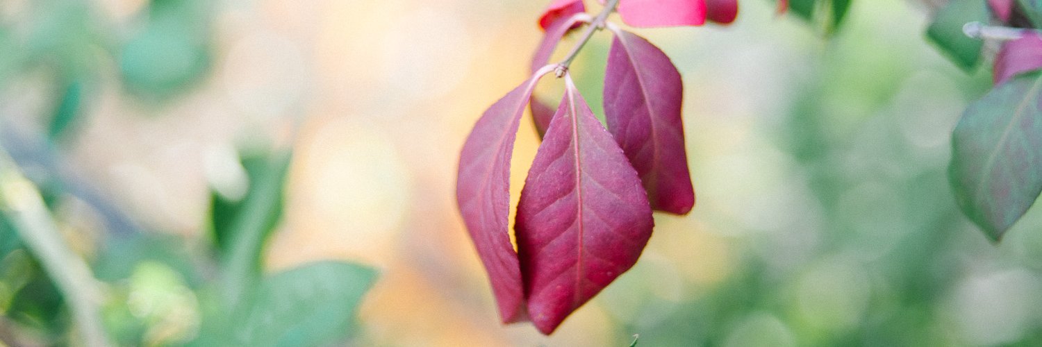 candissabean's profile banner image