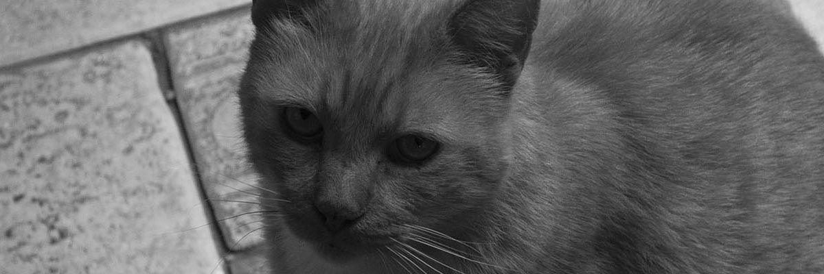 topexitl's profile banner image