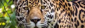 Rafael Cuicas banner
