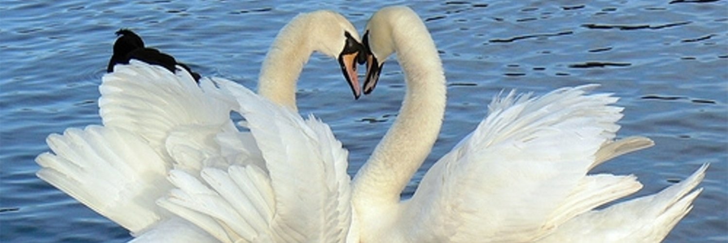 impeschke's profile banner image