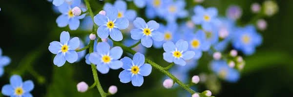 celik_Melisaa's profile banner image