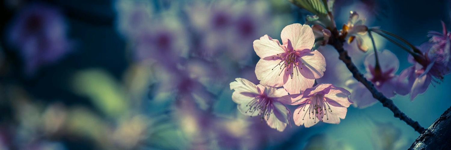 norma_rr's profile banner image