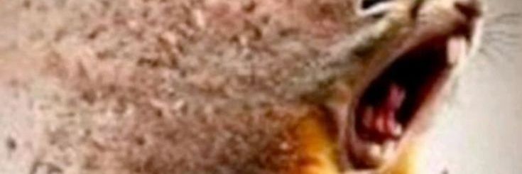 x_wendigo's profile banner image