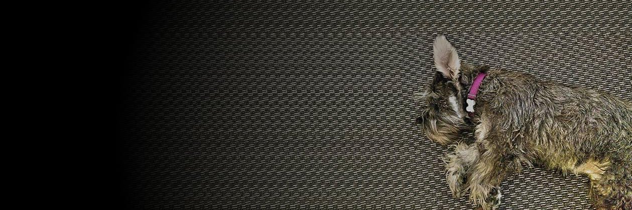 ᴊᴏꜱᴇʙᴀ ʟᴏᴘᴇᴢᴏʀᴛᴇɢᴀ banner