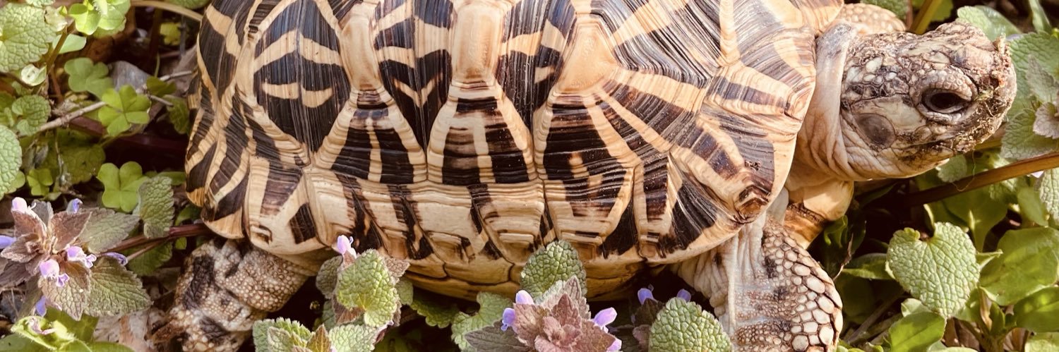 gotobebo's profile banner image