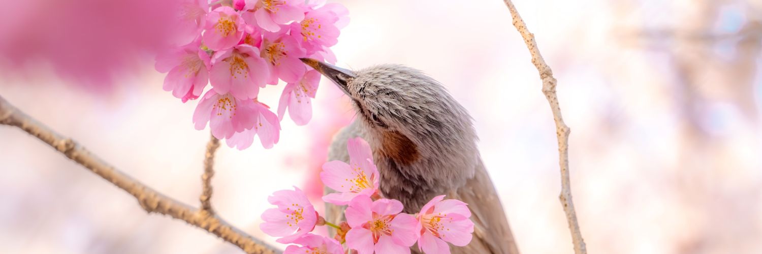 새아재🦅뱅 banner