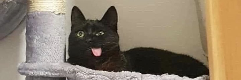 RobertaValenti0's profile banner image